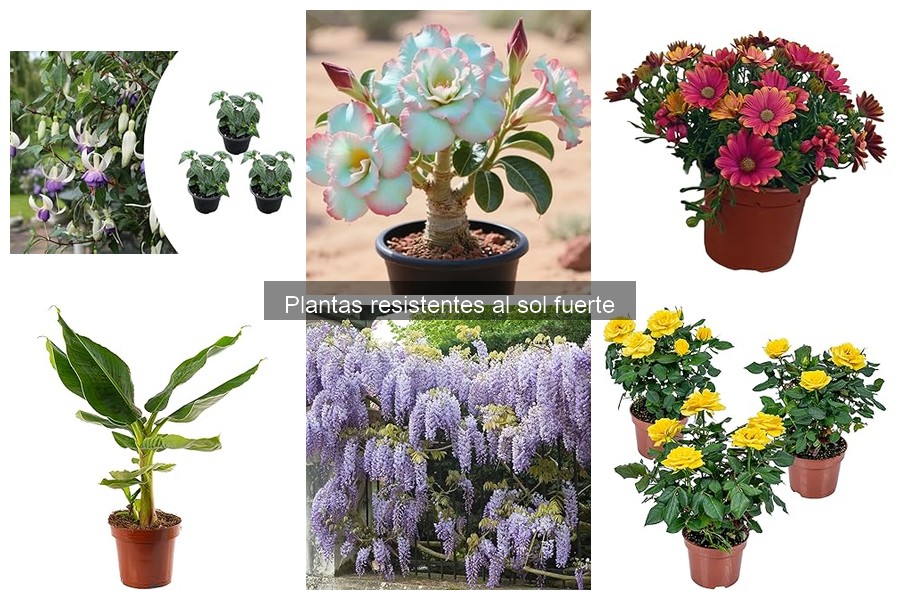 Mejores plantas resistentes al sol fuerte en climas áridos