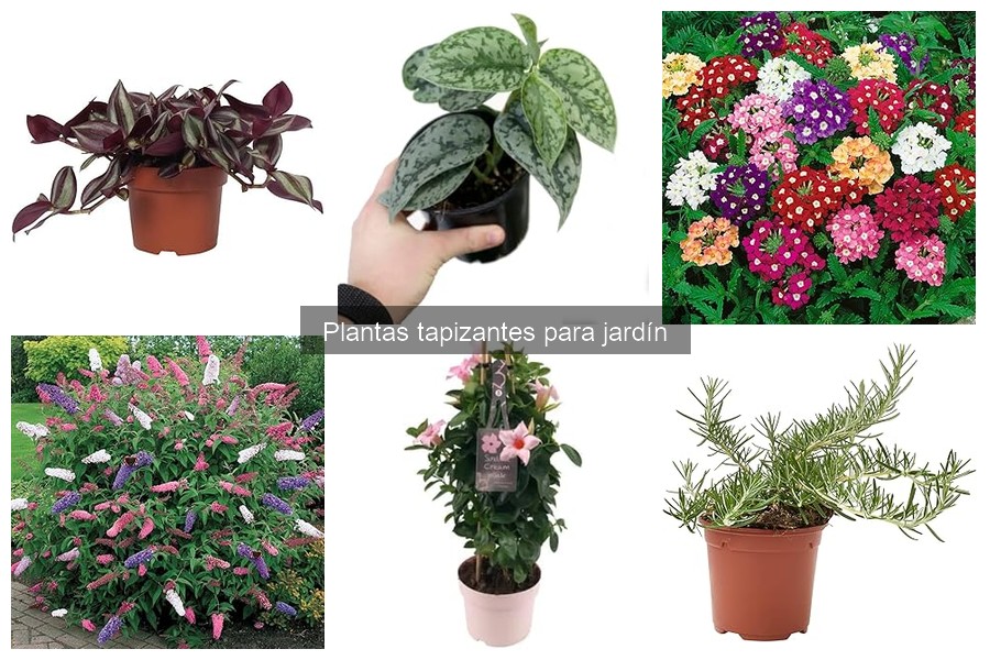 Mejores plantas tapizantes para climas cálidos