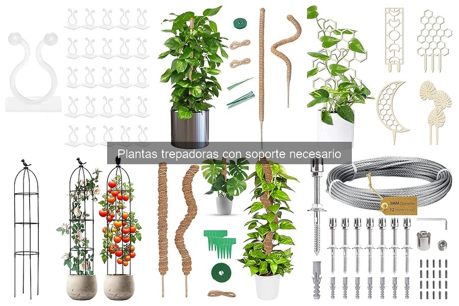 Mejores plantas trepadoras para clima cálido y sus soportes