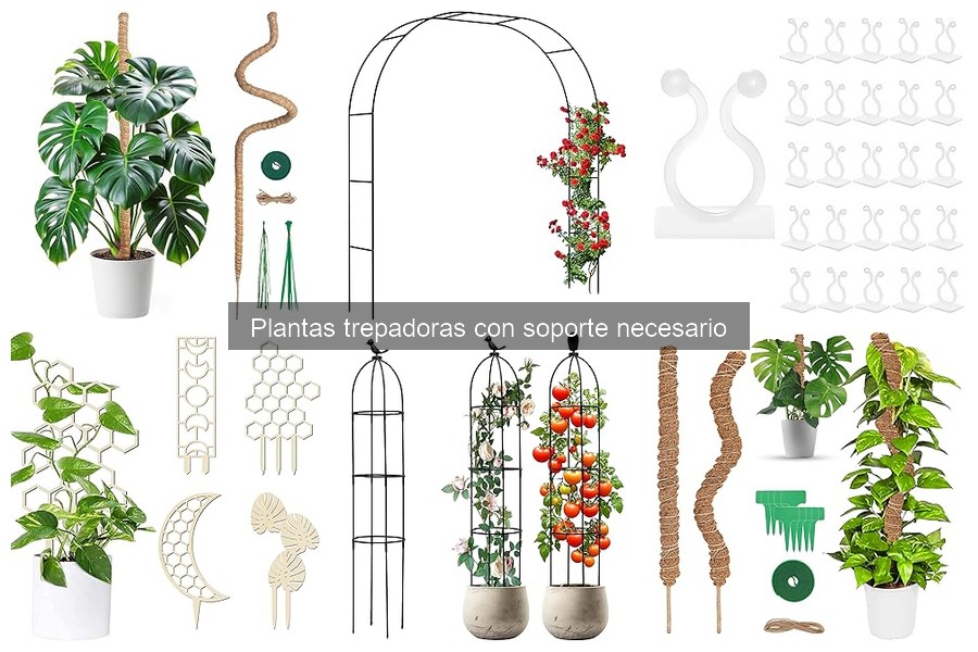 Mejores plantas trepadoras para principiantes en jardinería