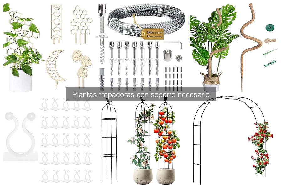 Mejores plantas trepadoras para tu jardín: tipos y características