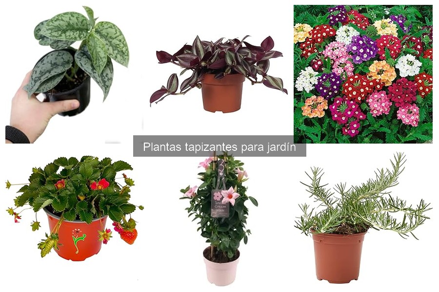 Mejores prácticas para combinar plantas tapizantes en tu jardín