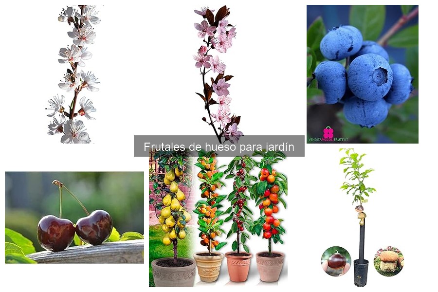 Mejores prácticas para cuidar frutales de hueso en tu jardín