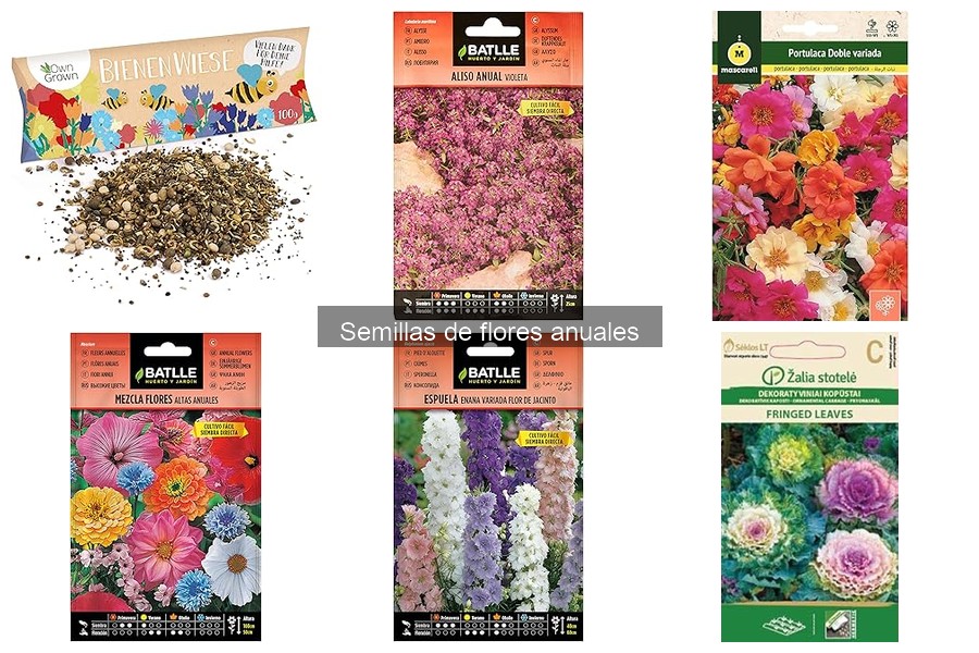 Mejores semillas de flores anuales para principiantes