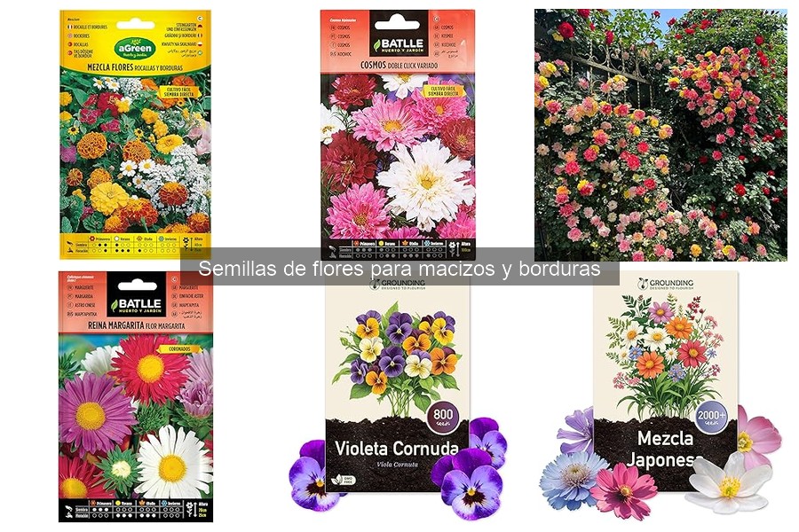 Mejores semillas de flores para borduras y macizos