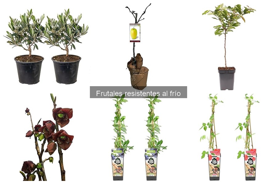 Mejores técnicas para plantar frutales resistentes al frío