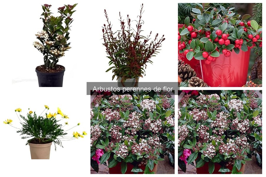 Mejores tiendas para comprar arbustos perennes de flor