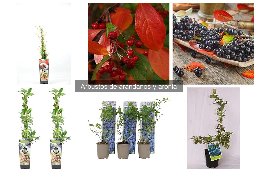 Mejores variedades de arándano para tu huerto doméstico