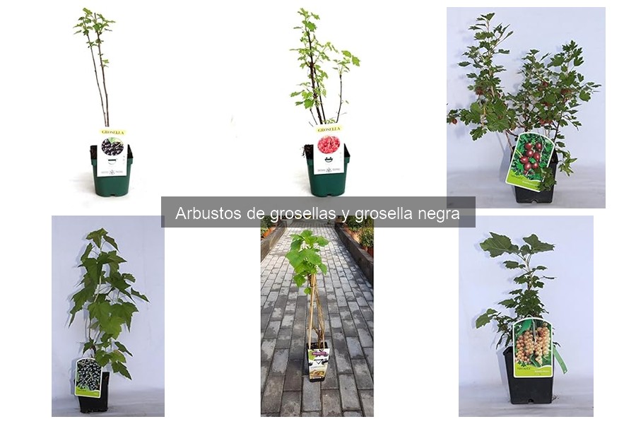 Mejores variedades de grosellas para cultivar en casa