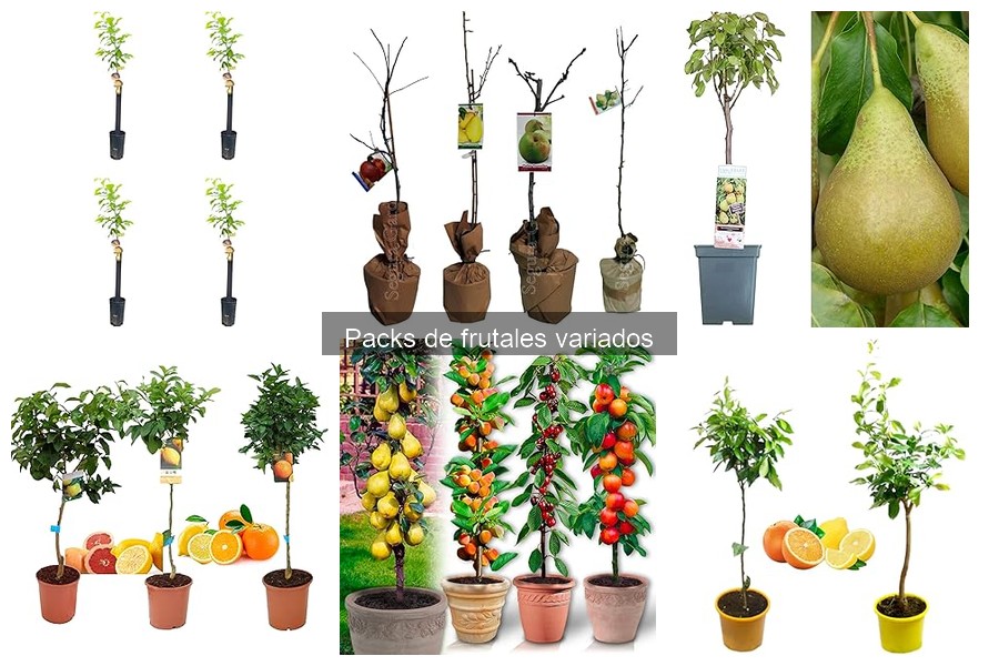 Mejores zonas climáticas para packs de frutales variados