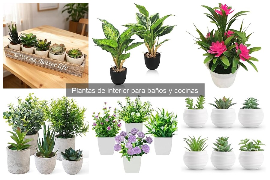 Mitos sobre el cuidado de plantas en cocinas desmentidos