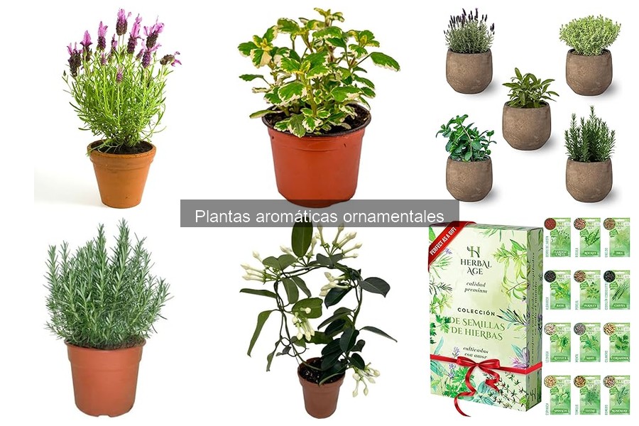 Ofertas y precios de plantas aromáticas ornamentales en Amazon