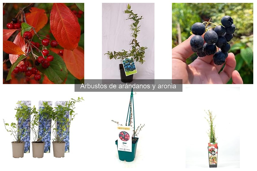 Opiniones sobre arbustos de arándano: experiencias reales