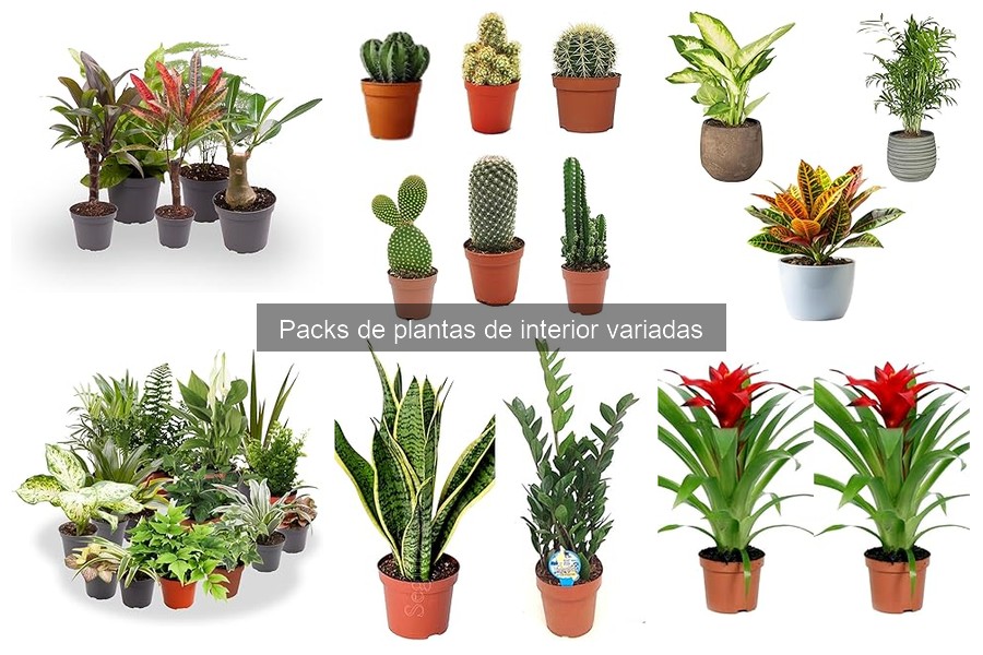 Opiniones sobre packs de plantas de interior variadas