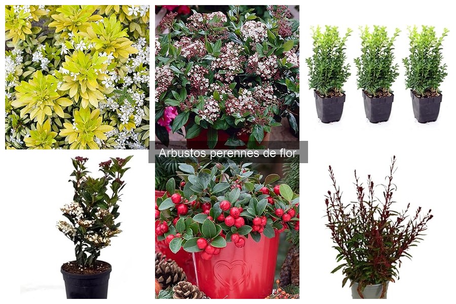 Períodos de floración de arbustos perennes para tu jardín