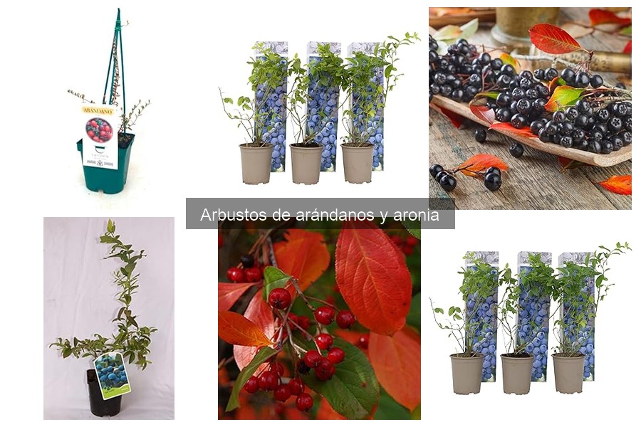 Plagas comunes en arbustos de arándano y cómo combatirlas