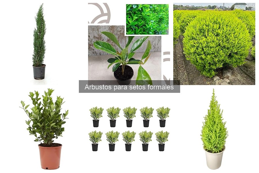 Plagas comunes en arbustos para setos formales y soluciones