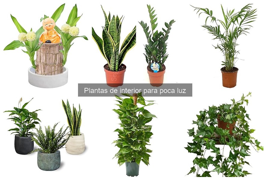 Plagas comunes en plantas de interior con poca luz