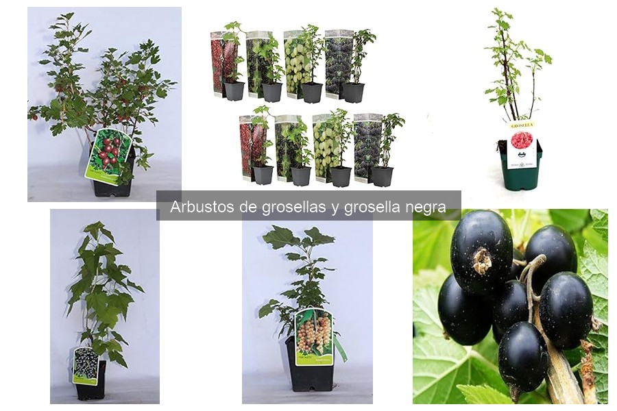 Plagas y Enfermedades de Grosellas: Prevención y Control