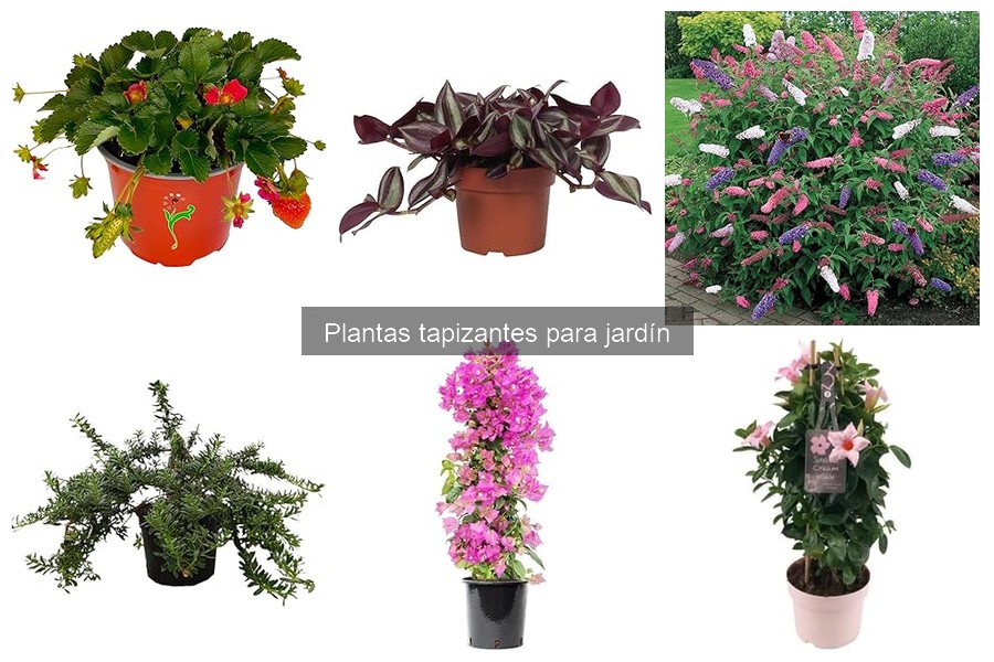 Plagas y enfermedades en plantas tapizantes: prevención y tratamiento