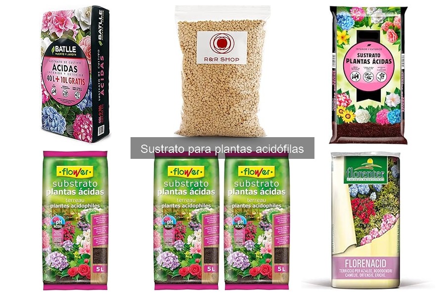 Plantas acidófilas ideales: el sustrato adecuado para cada una