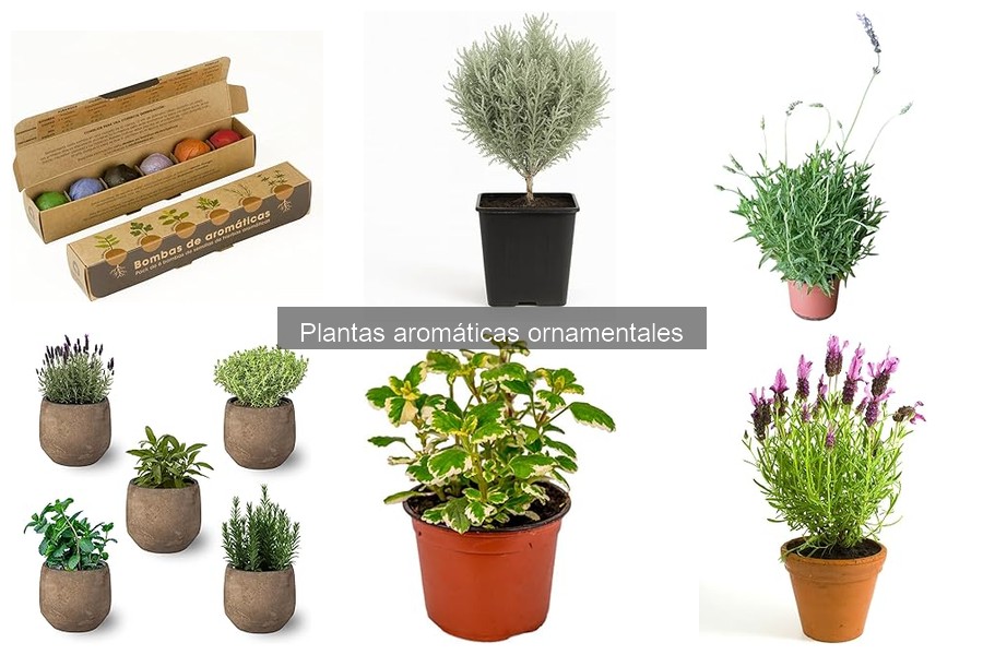 Plantas Aromáticas Ornamentales: Características y Uso