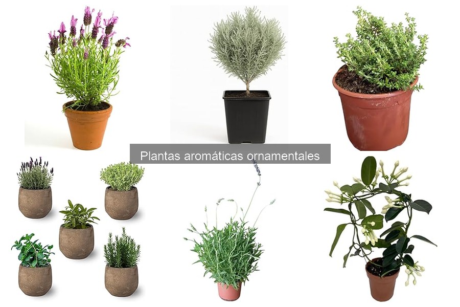 Plantas Aromáticas Ornamentales Resilientes para Principiantes
