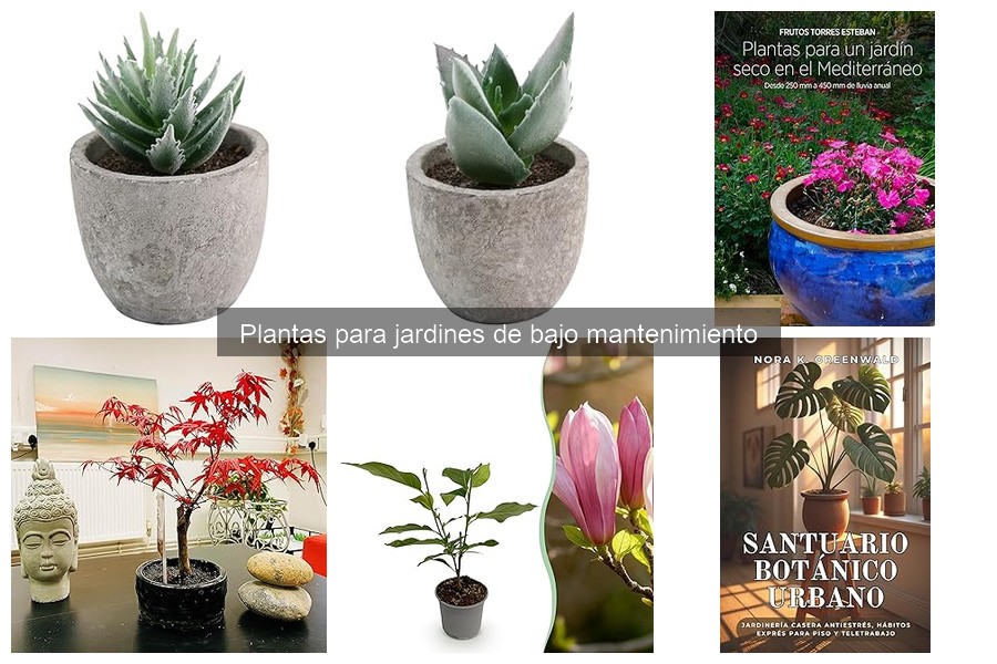 Plantas de Bajo Mantenimiento para Jardines Espectaculares