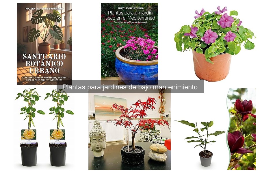 Plantas de Bajo Mantenimiento que Atraen Polinizadores