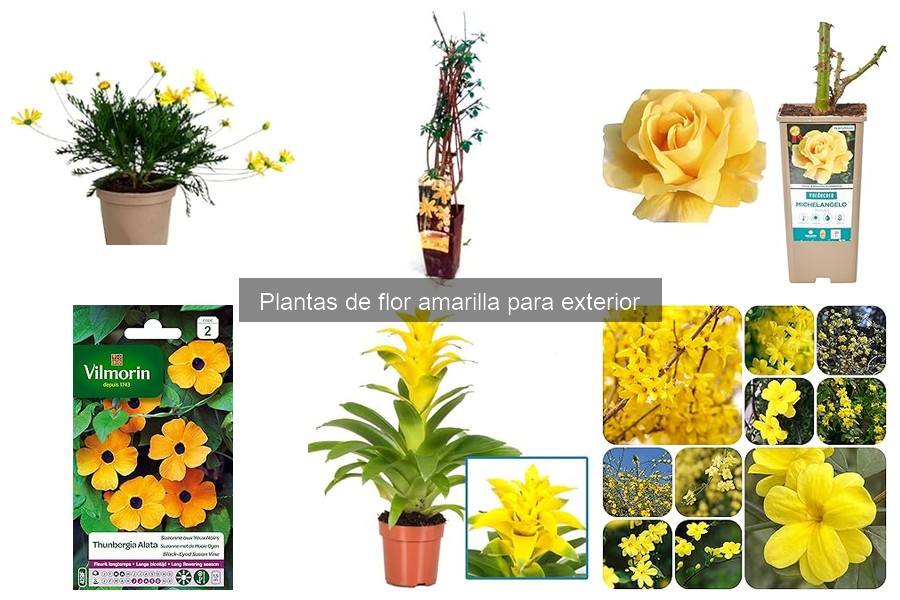 Plantas de Flor Amarilla para Exterior: Tipos y Características