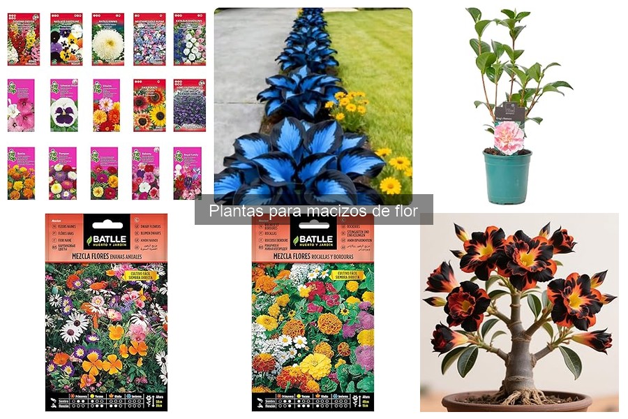 Plantas de flor que atraen polinizadores para tu jardín