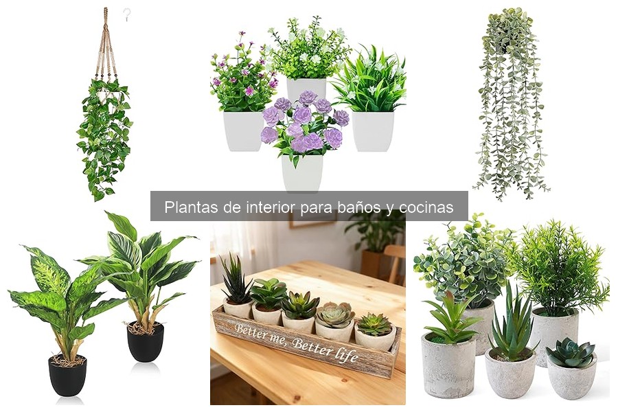 Plantas de interior de bajo riego para baño y cocina