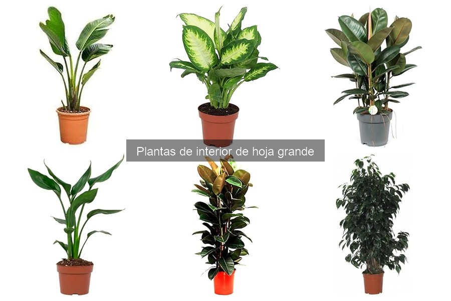 Plantas de interior de hoja grande fáciles de cuidar