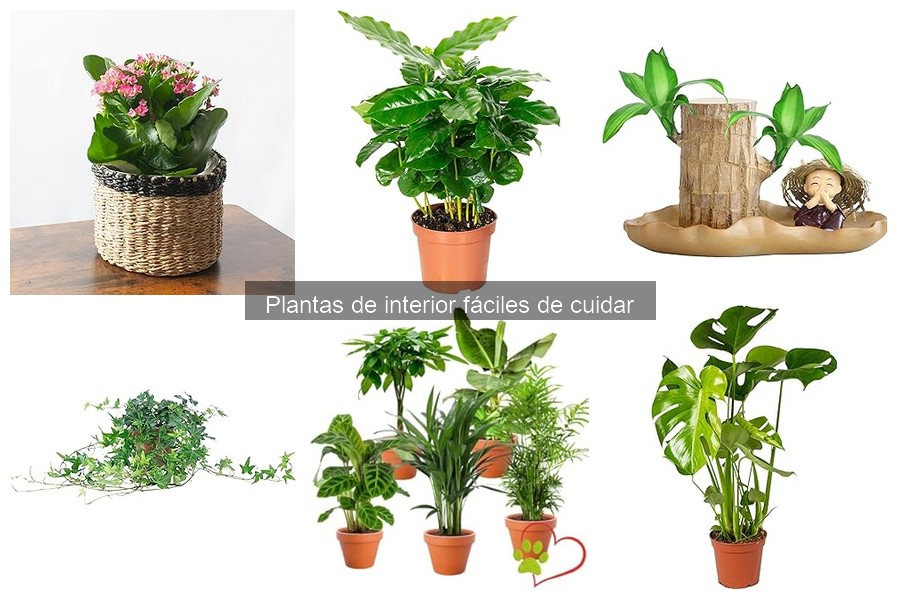 Plantas de interior fáciles de cuidar para principiantes