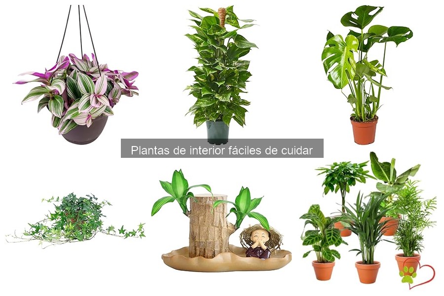 Plantas de Interior Purificadoras: Mejora tu Aire