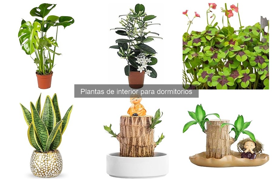 Plantas de interior que crecen bien en poca luz