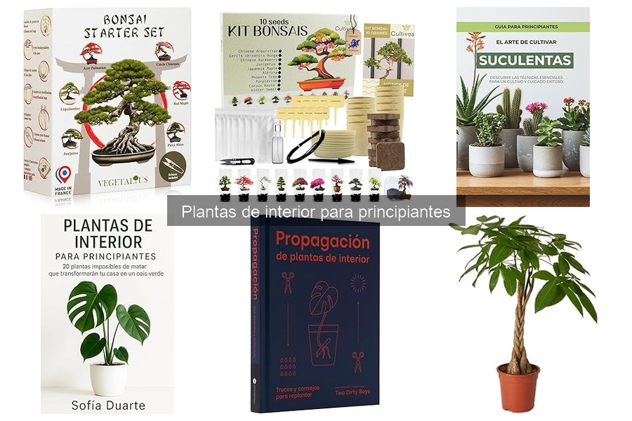 Plantas de interior que requieren poco riego para principiantes