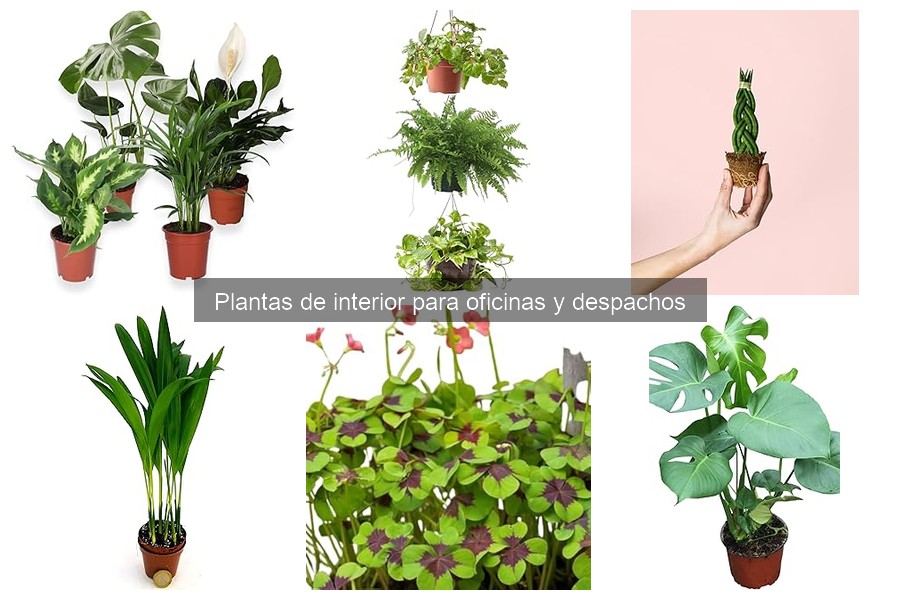 Plantas de interior tóxicas para evitar en oficinas
