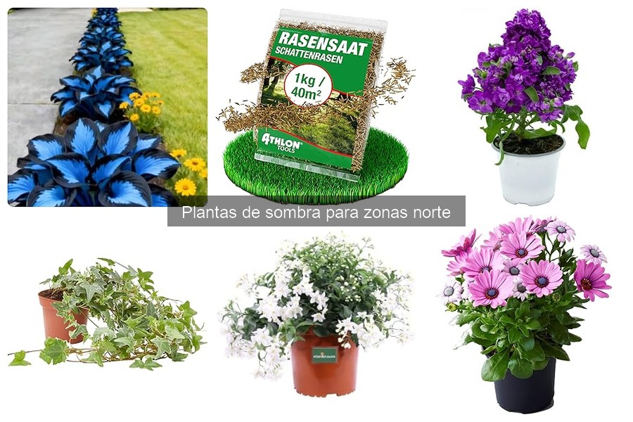 Plantas de Sombra Perfectas para Climas del Norte