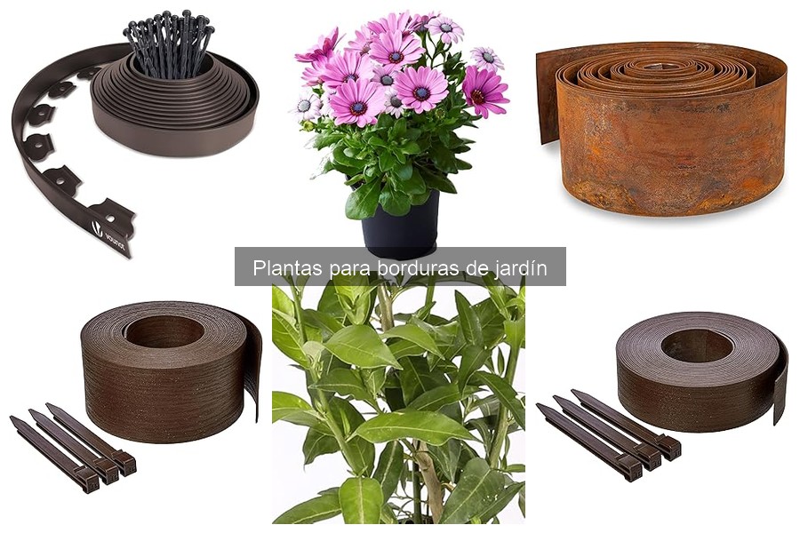 Plantas para Borduras de Jardín: Funciones y Usos Clave