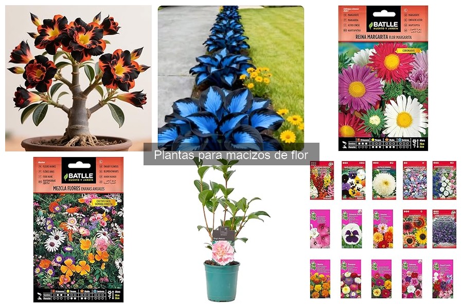 Plantas para Macizos en Sombra: Cuidados y Opciones