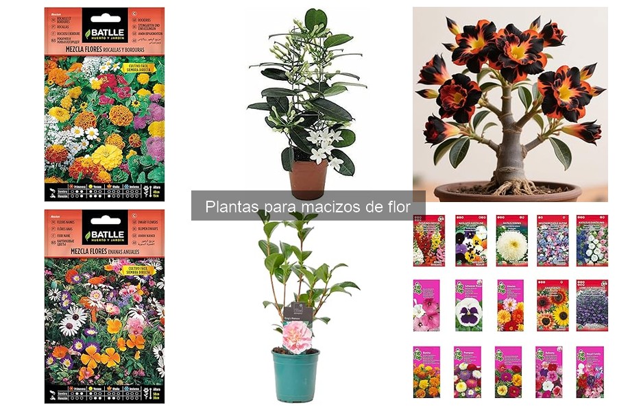 Plantas para macizos que florecen en primavera: ¡Descúbrelas!