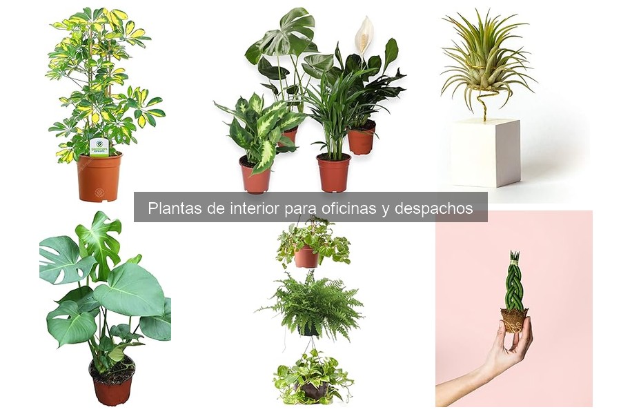 Plantas para Oficinas: Opciones para Alérgicos