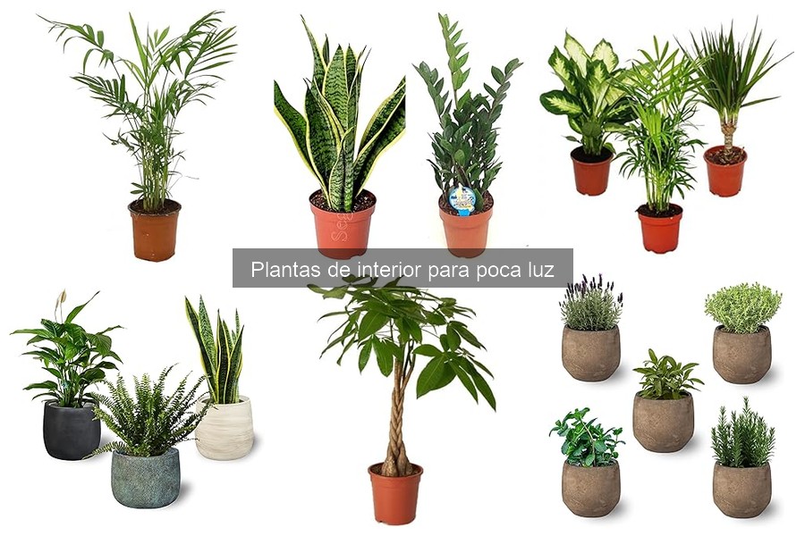 Plantas que Evitan el Moho en Interiores Oscuros