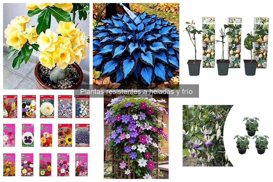 Plantas resistentes a heladas: ¡Cuida tu jardín en invierno!