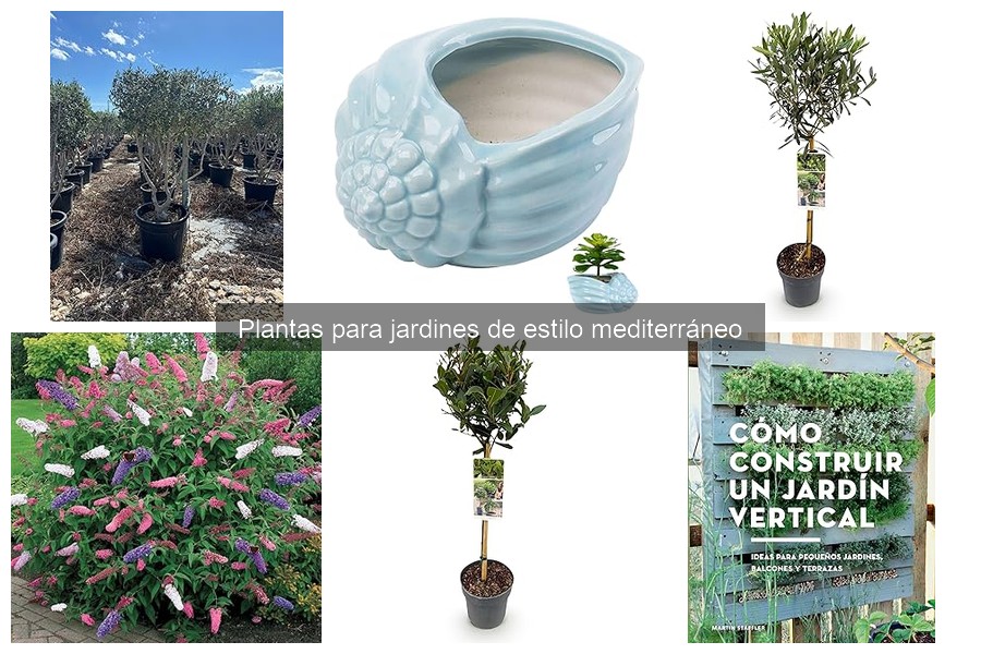 Plantas resistentes a la sequía para jardines mediterráneos