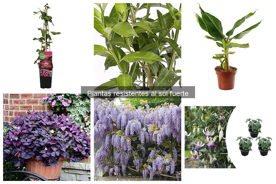 Plantas resistentes al sol fuerte para tu jardín