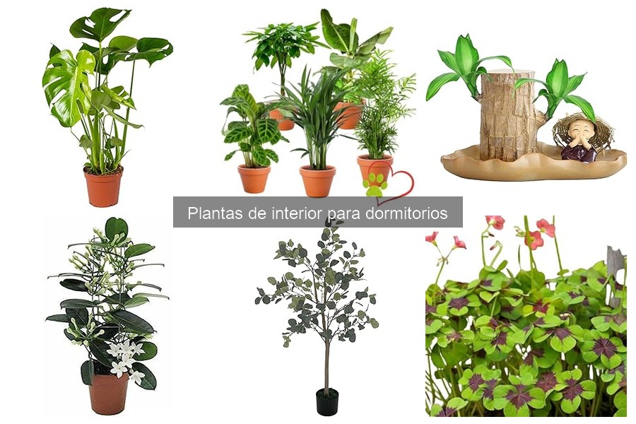 Plantas tóxicas que debes evitar en dormitorios