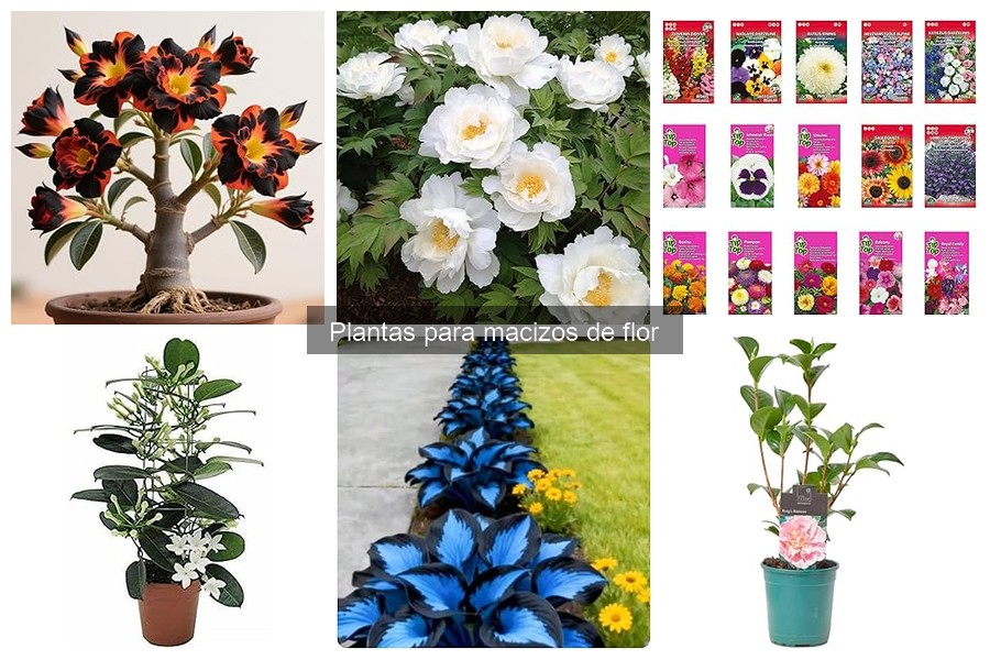 Plantas urbanas para macizos de flor: elige las mejores