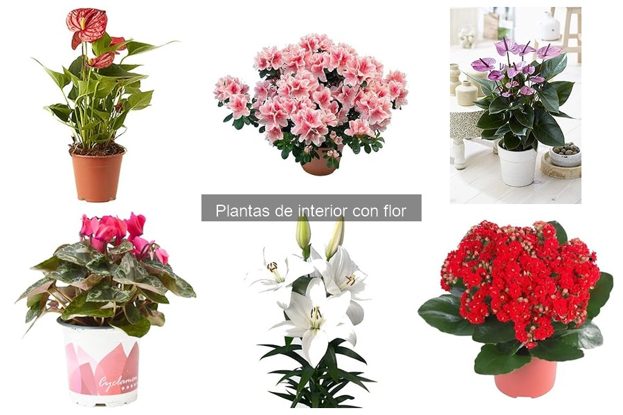 ¿Por qué no florece mi planta de interior con flor?